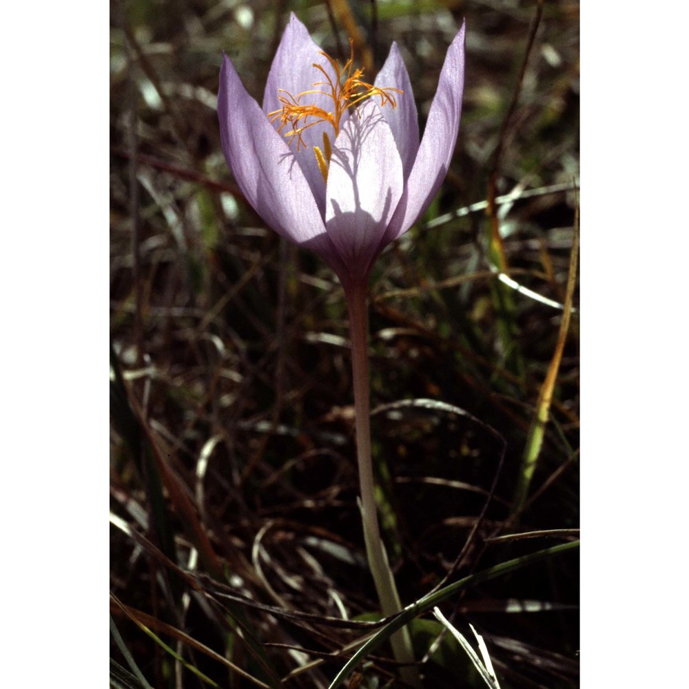 crocus ligusticus mariotti