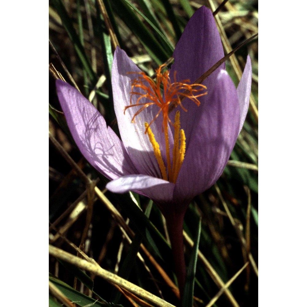 crocus ligusticus mariotti