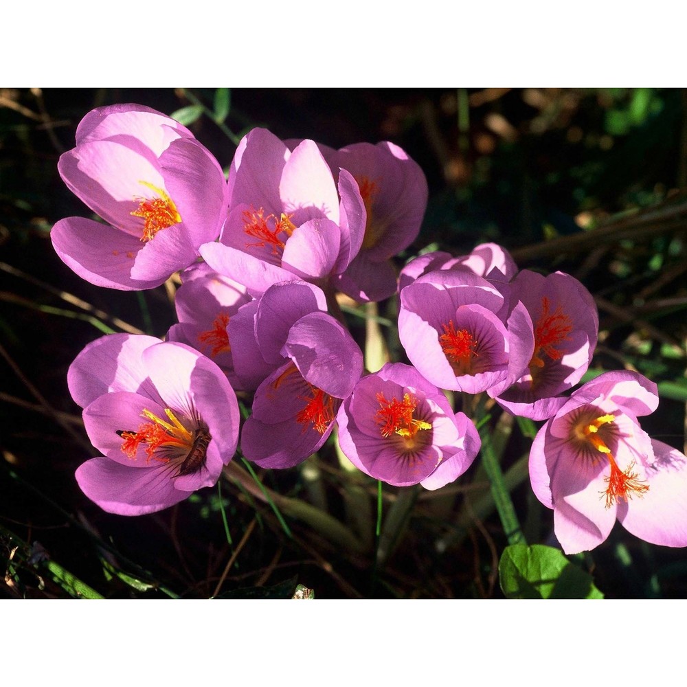 crocus ligusticus mariotti