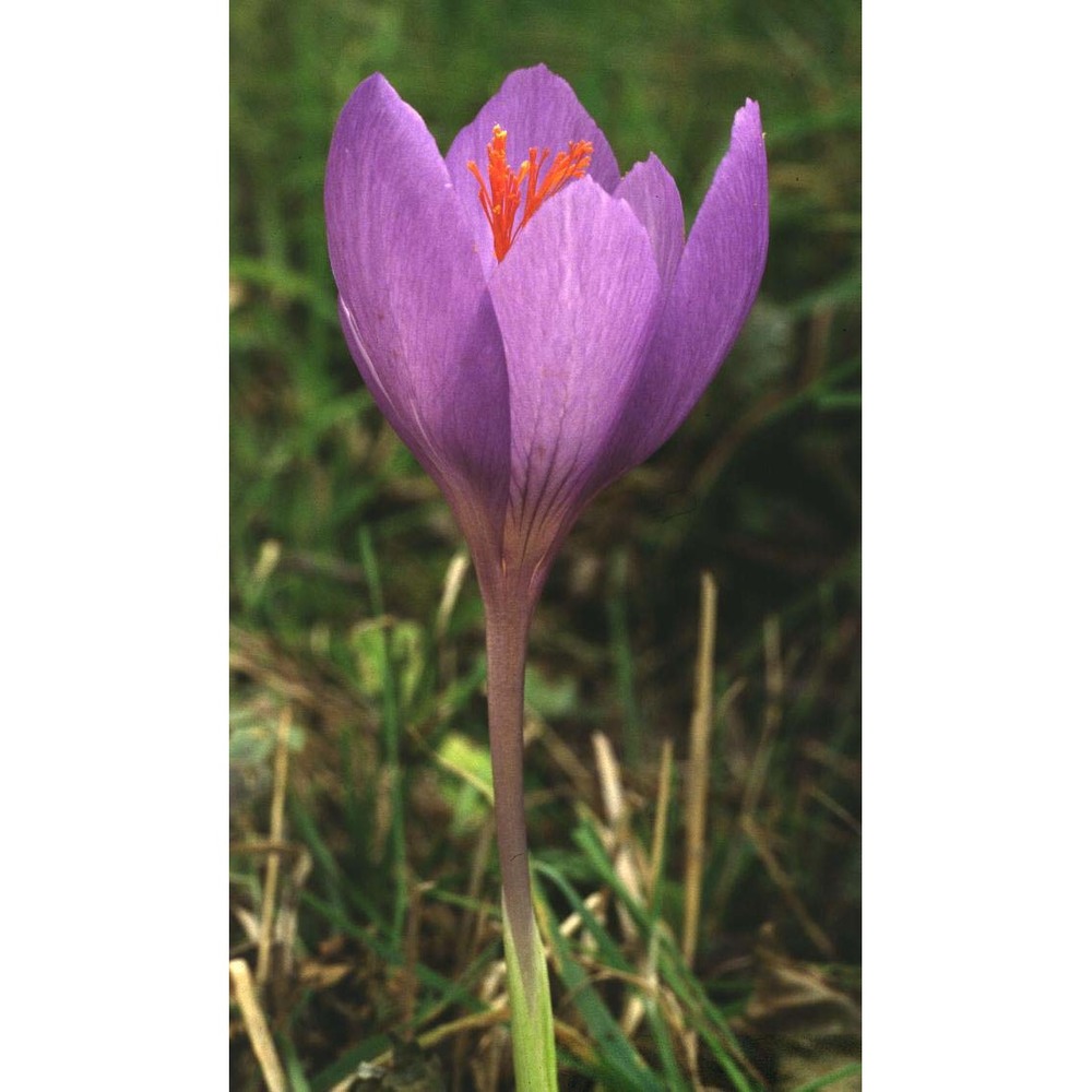 crocus ligusticus mariotti