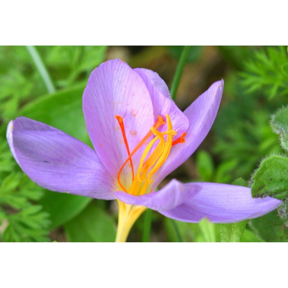 crocus longiflorus raf.