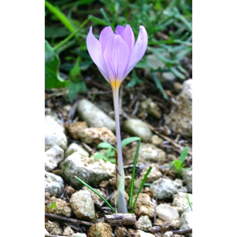 crocus longiflorus raf.