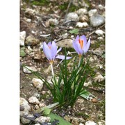 crocus longiflorus raf.