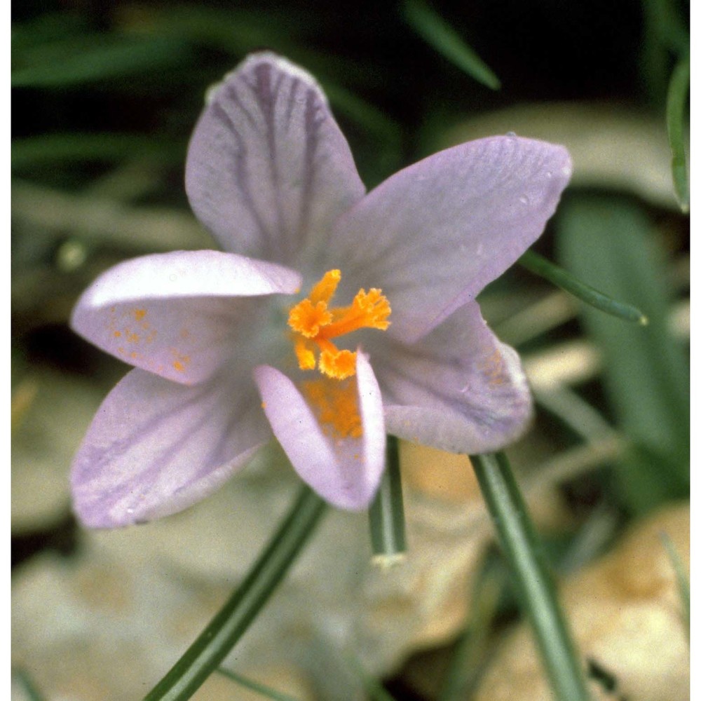 crocus minimus dc.