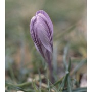 crocus minimus dc.