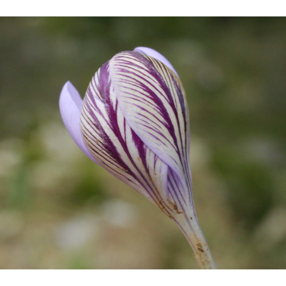 crocus minimus dc.