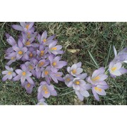 crocus neapolitanus (ker gawl.) loisel.