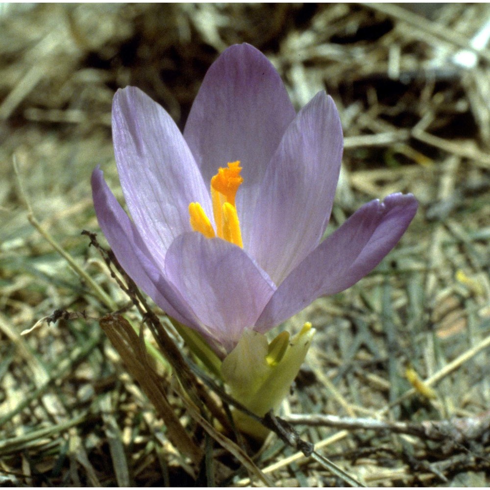 crocus neapolitanus (ker gawl.) loisel.