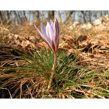 crocus reticulatus steven ex adams subsp. reticulatus