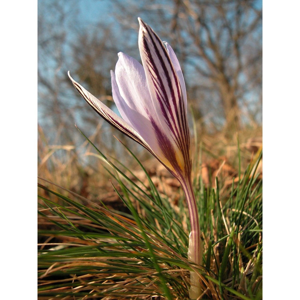 crocus reticulatus steven ex adams subsp. reticulatus