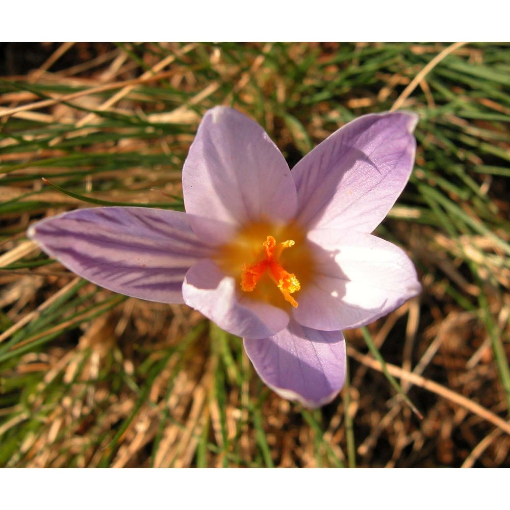 crocus reticulatus steven ex adams subsp. reticulatus