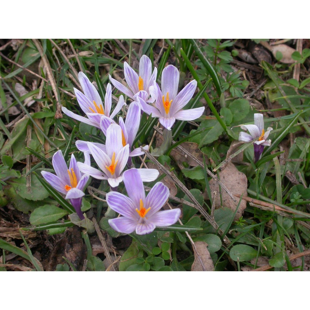 crocus siculus tineo