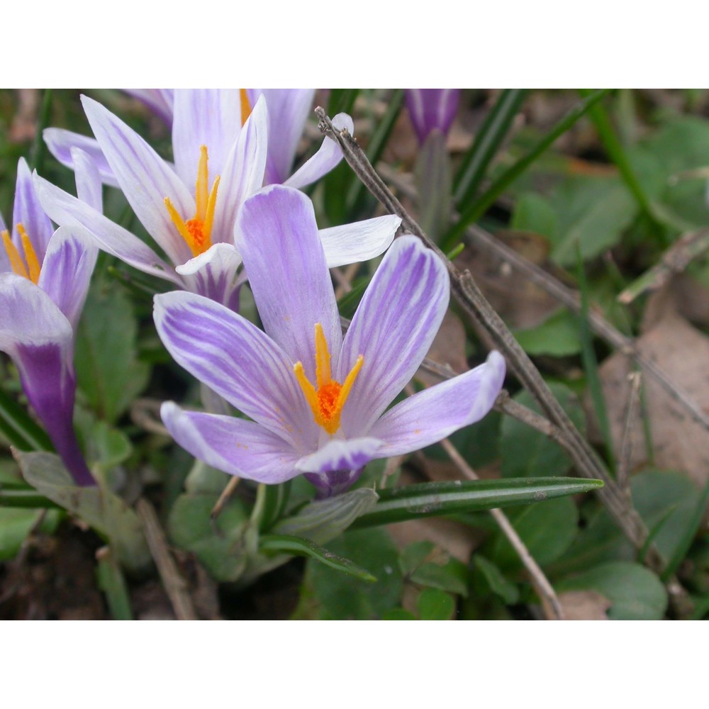 crocus siculus tineo