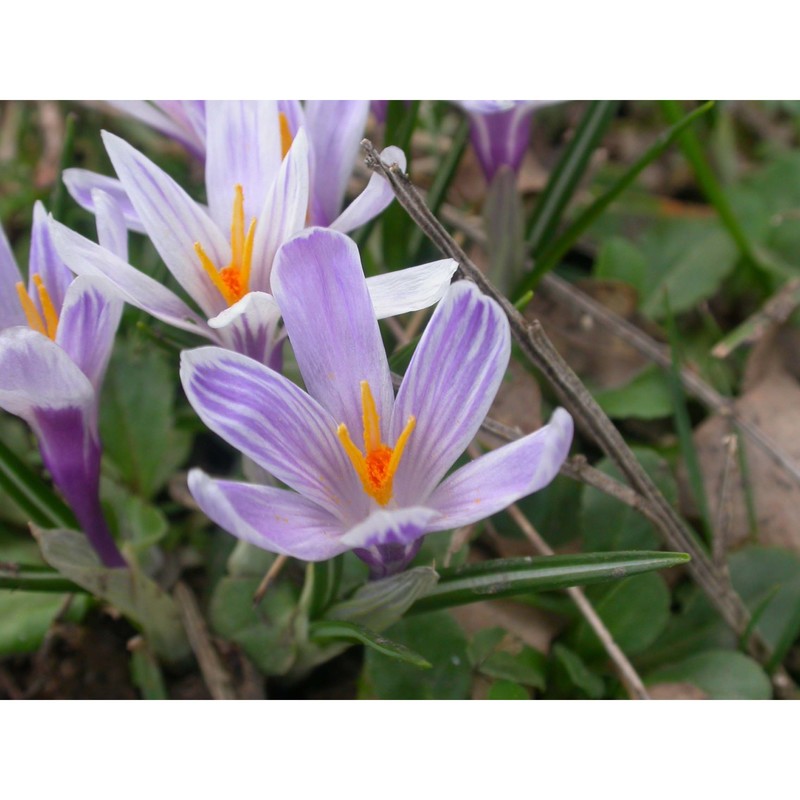 crocus siculus tineo