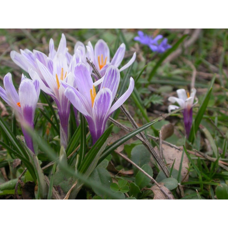 crocus siculus tineo