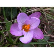 crocus suaveolens bertol.