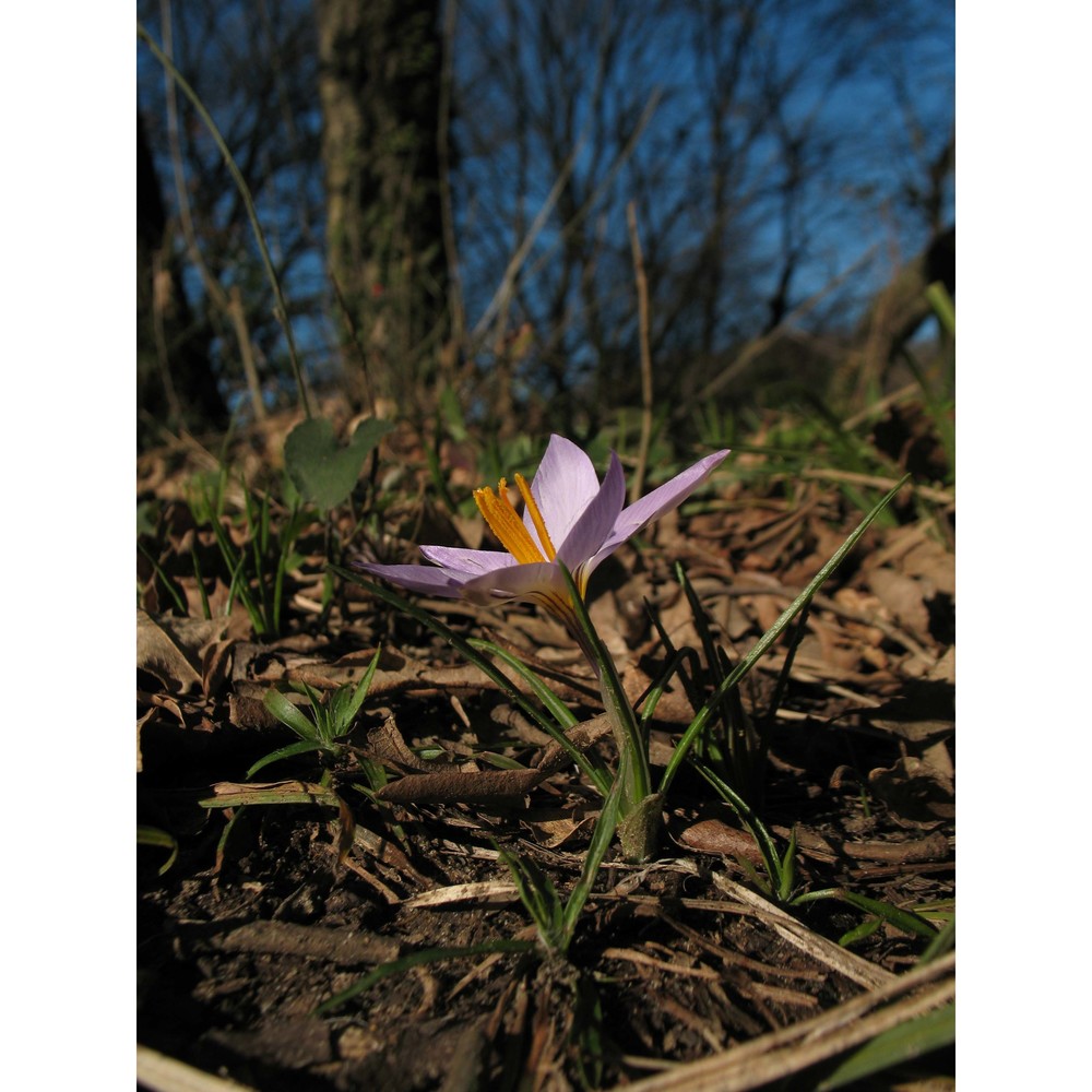 crocus suaveolens bertol.