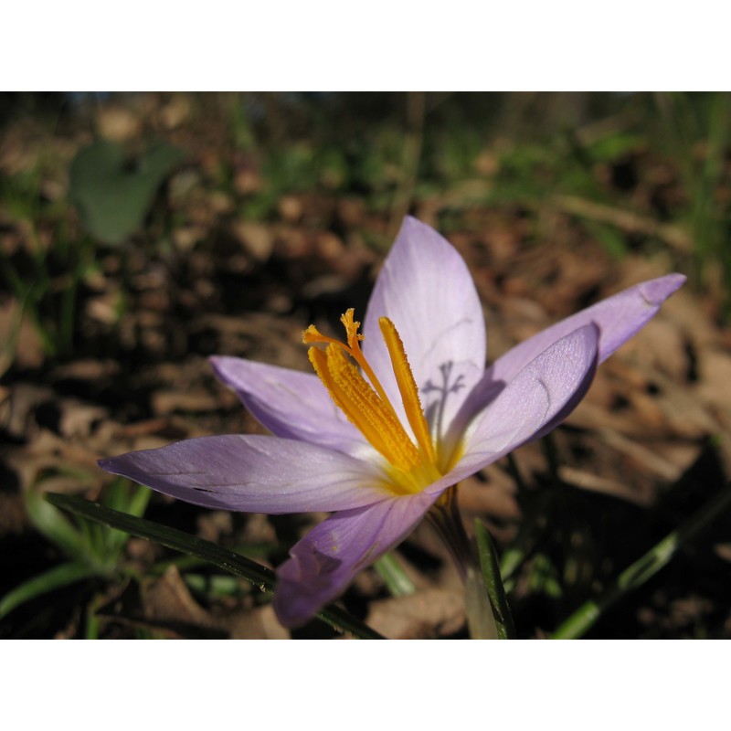 crocus suaveolens bertol.