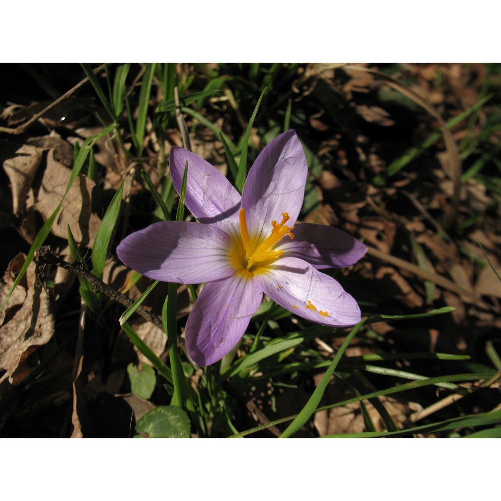 crocus suaveolens bertol.