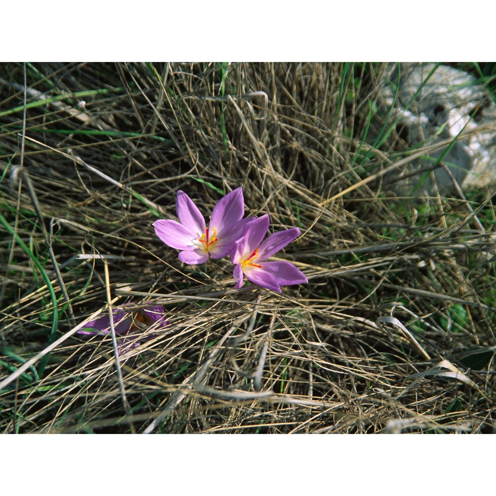 crocus thomasii ten.