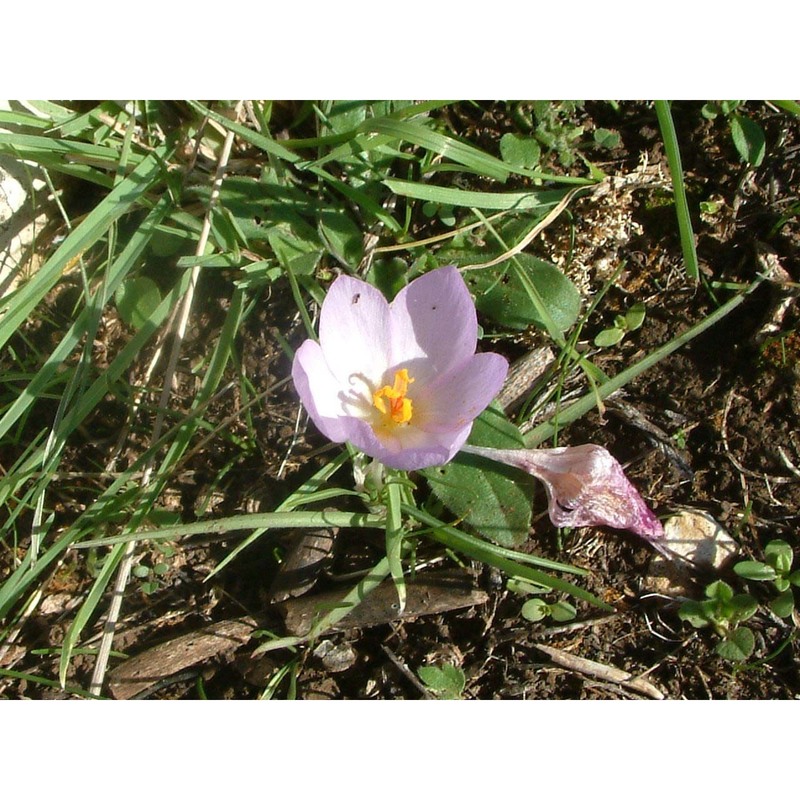 crocus thomasii ten.