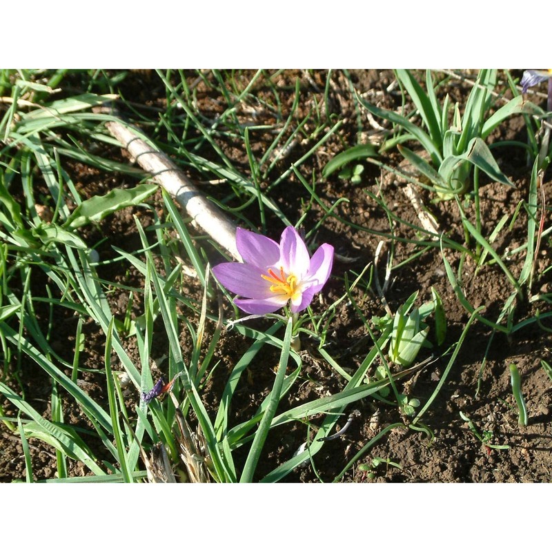 crocus thomasii ten.