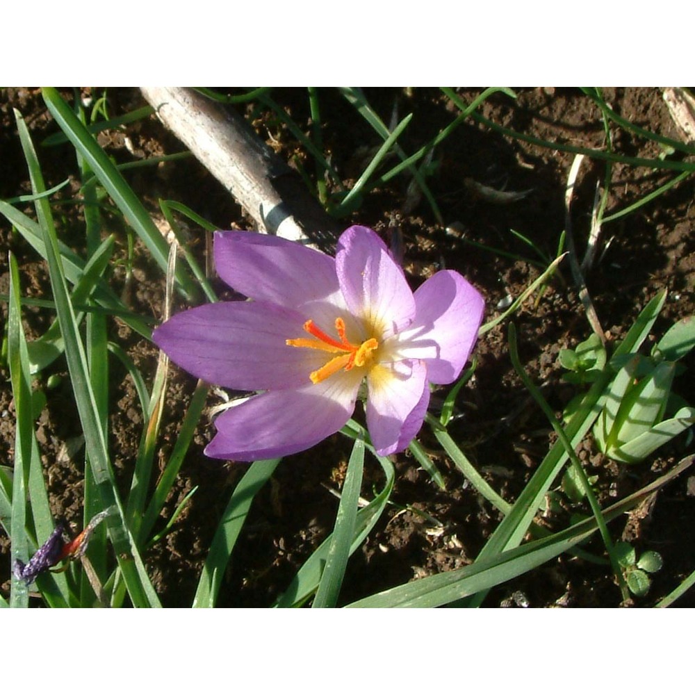 crocus thomasii ten.