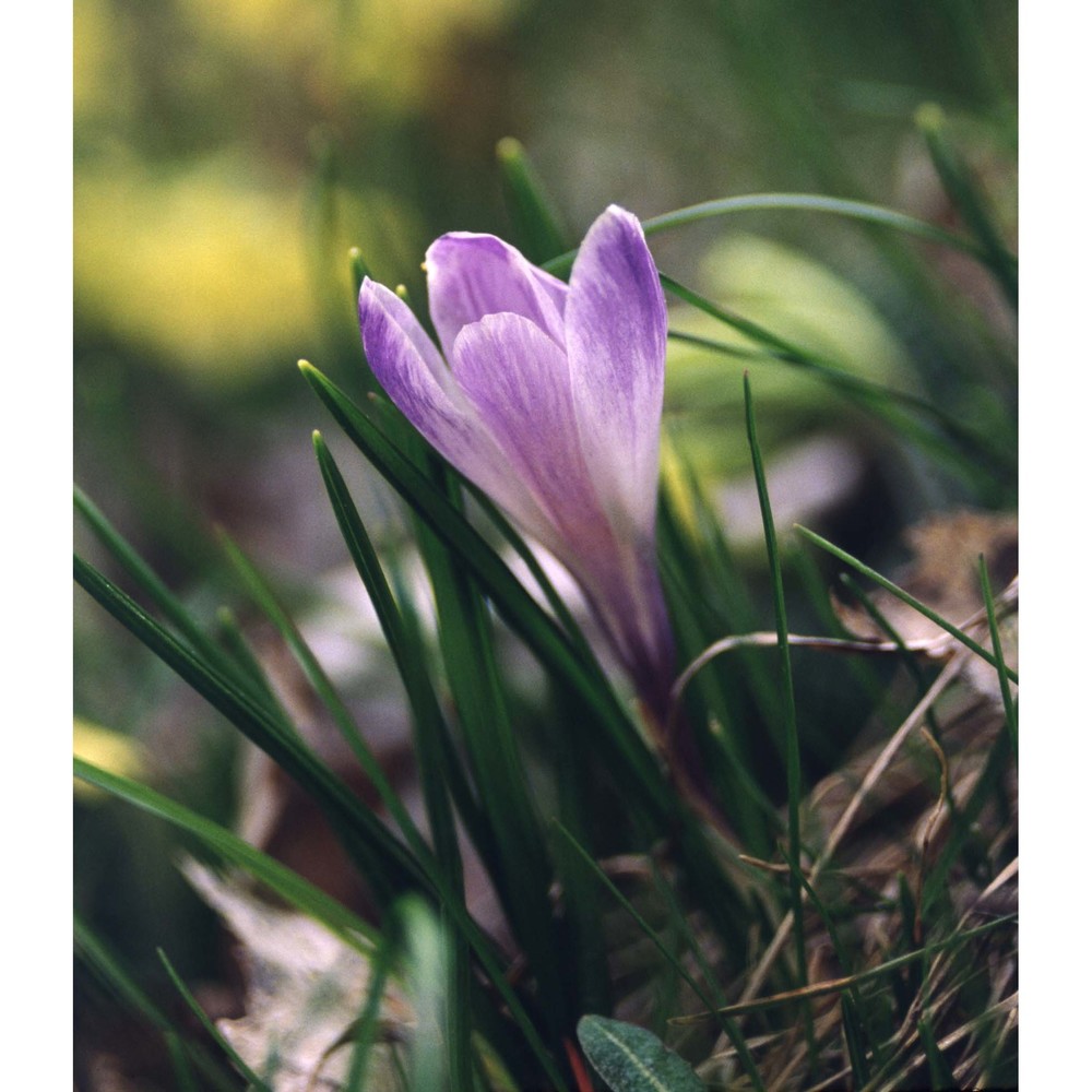 crocus vernus (l.) hill