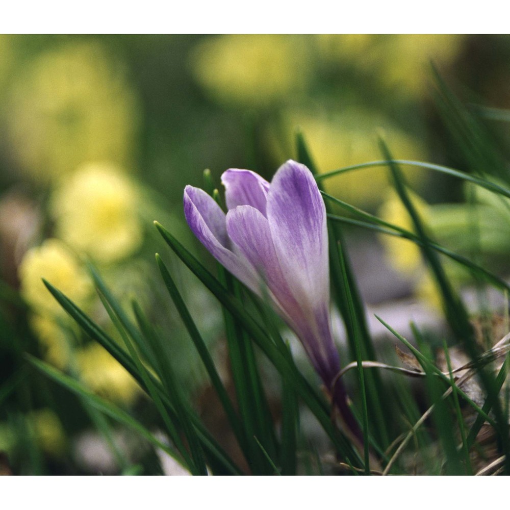 crocus vernus (l.) hill