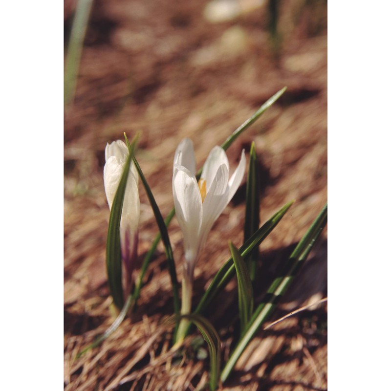 crocus vernus (l.) hill