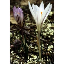 crocus versicolor ker gawl.