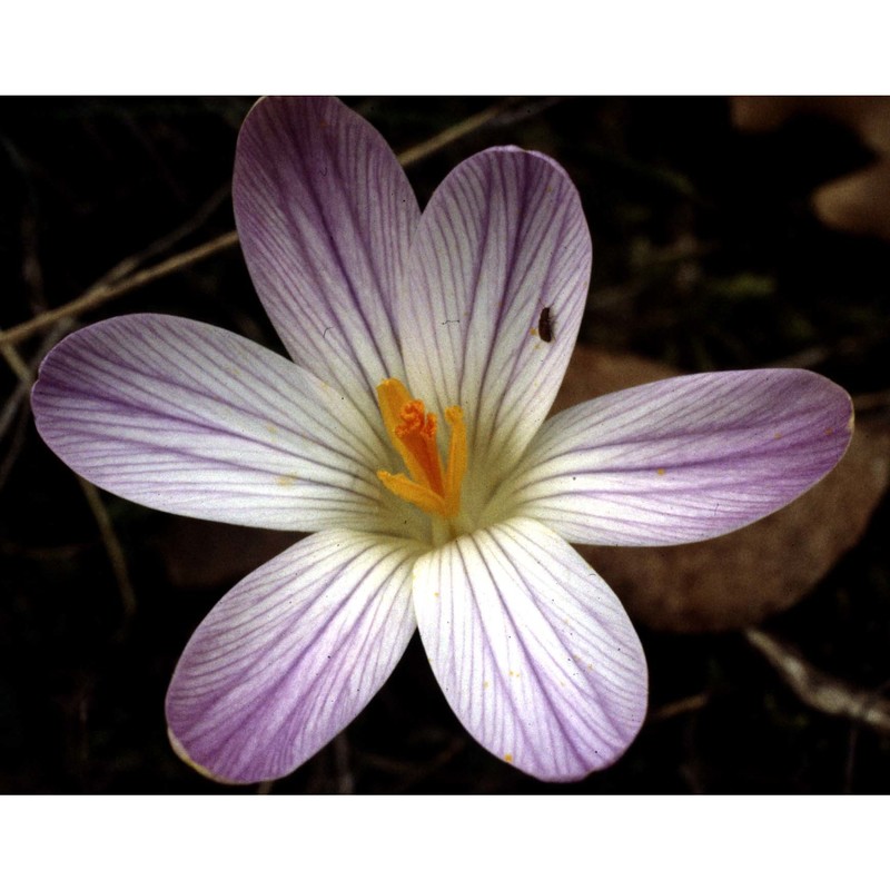 crocus versicolor ker gawl.