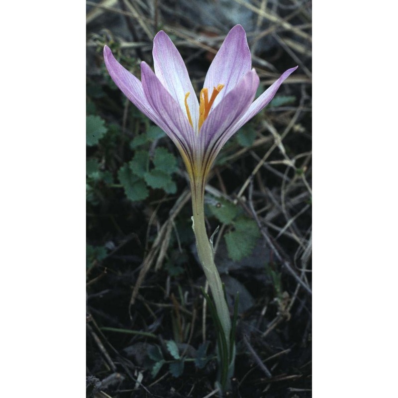 crocus versicolor ker gawl.