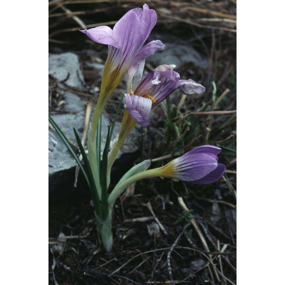 crocus versicolor ker gawl.