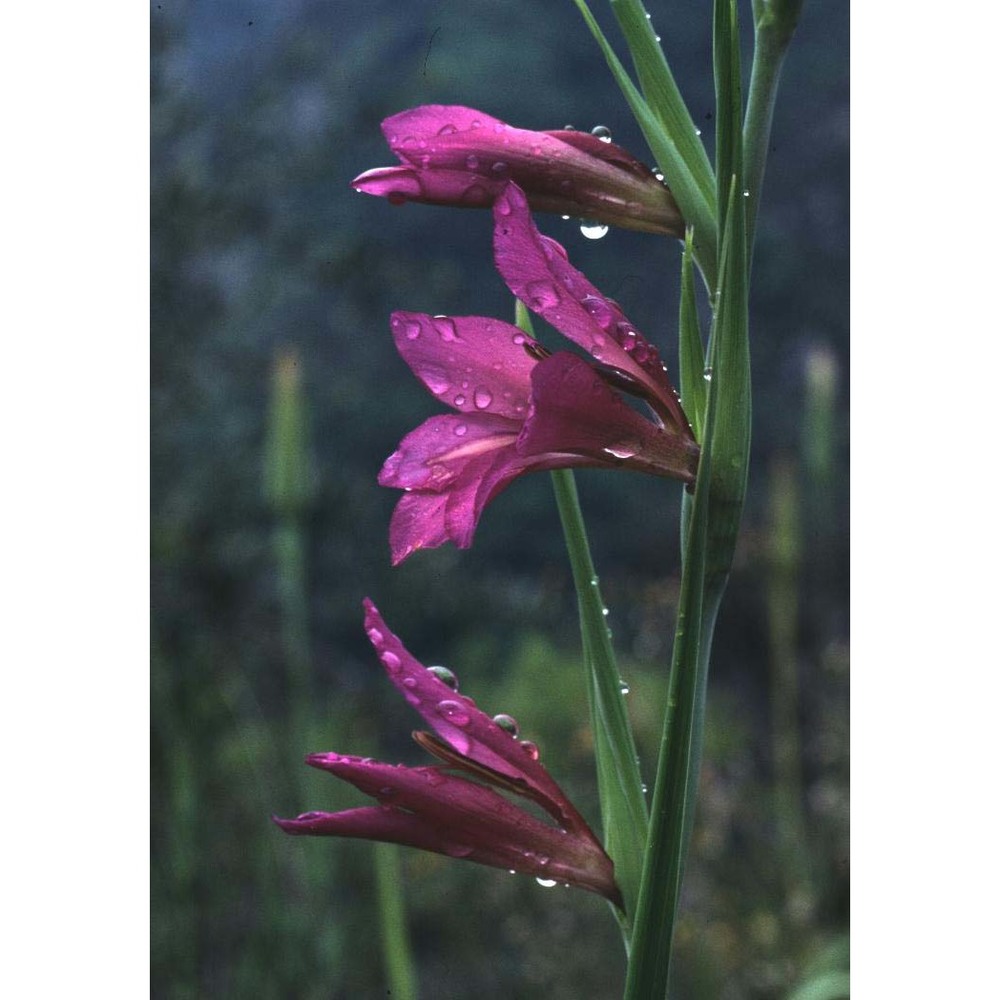 gladiolus communis l.