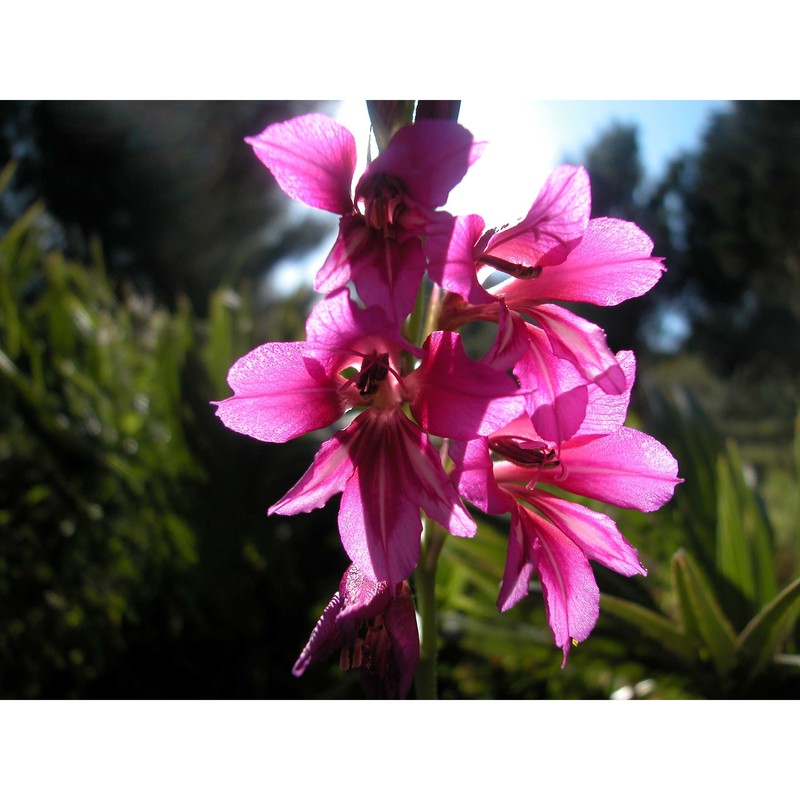 gladiolus dubius guss.