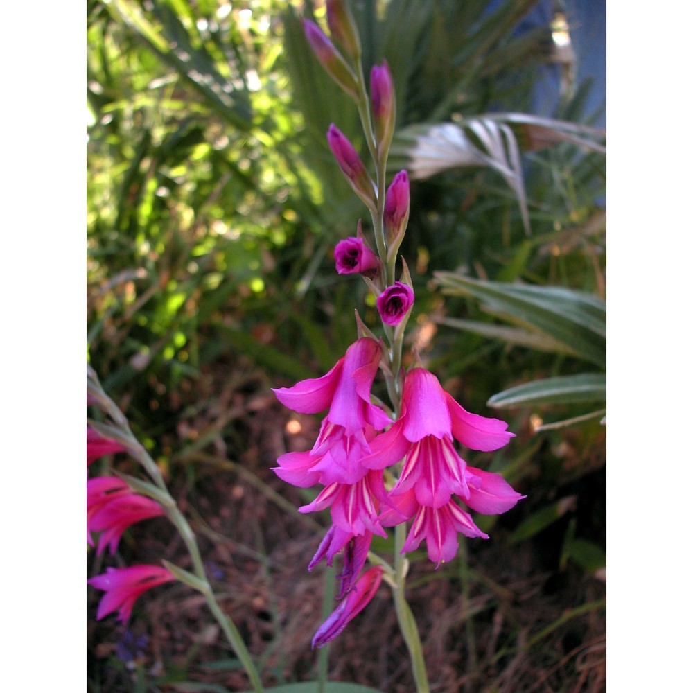 gladiolus dubius guss.