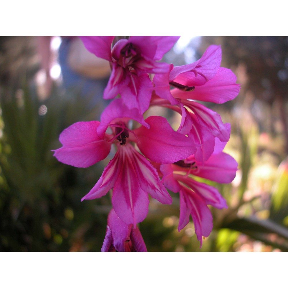 gladiolus dubius guss.