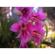 gladiolus dubius guss.