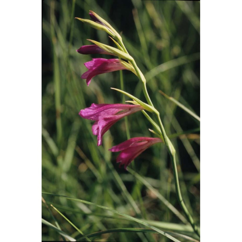 gladiolus illyricus koch