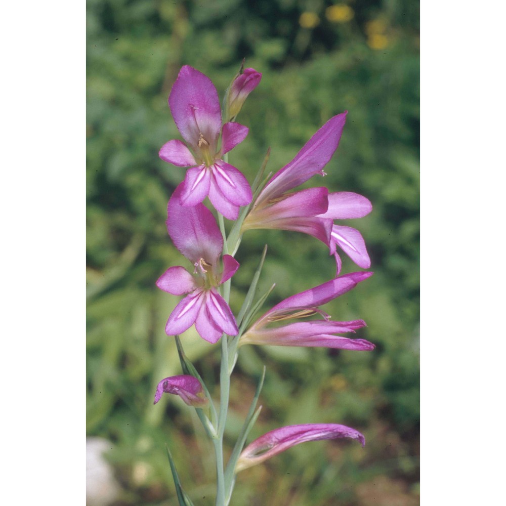 gladiolus illyricus koch