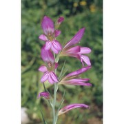 gladiolus illyricus koch