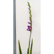 gladiolus imbricatus l.