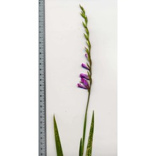 gladiolus imbricatus l.