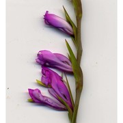 gladiolus imbricatus l.