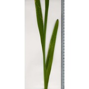 gladiolus imbricatus l.