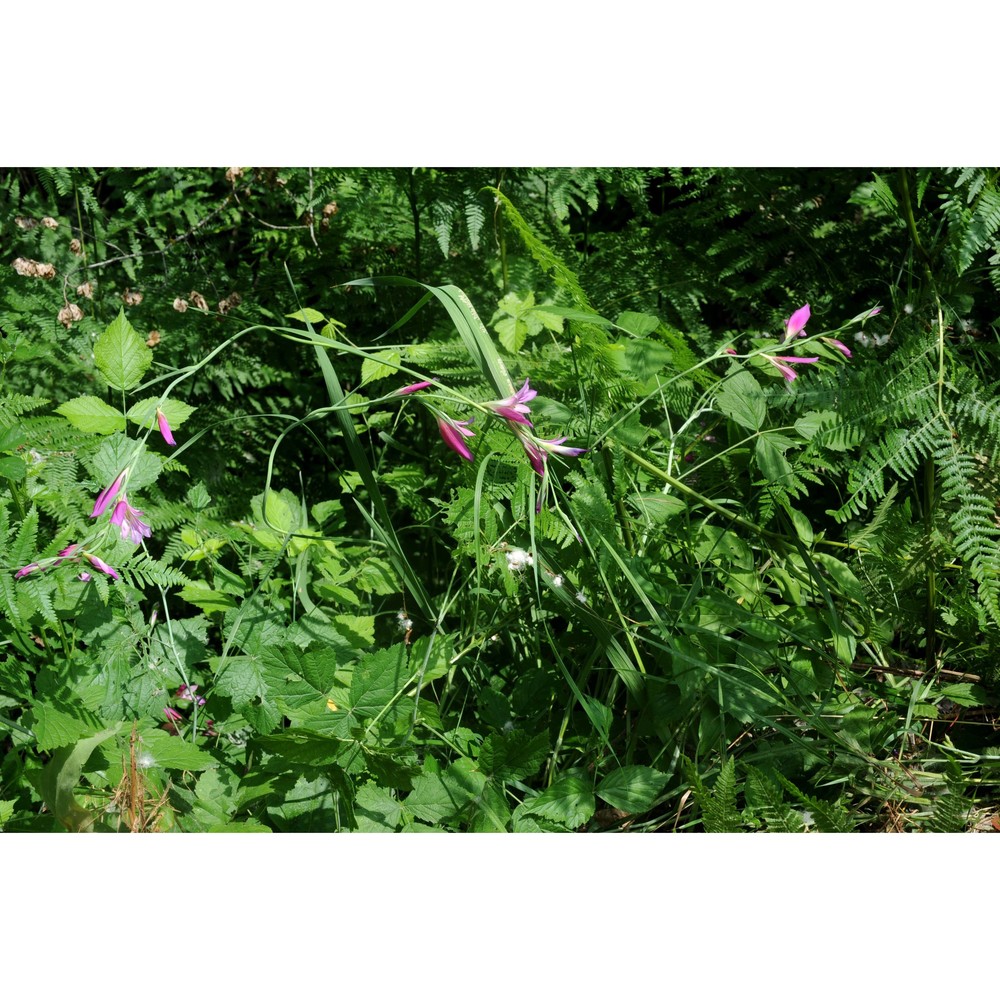 gladiolus imbricatus l.