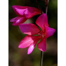 gladiolus inarimensis guss.