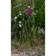 gladiolus inarimensis guss.