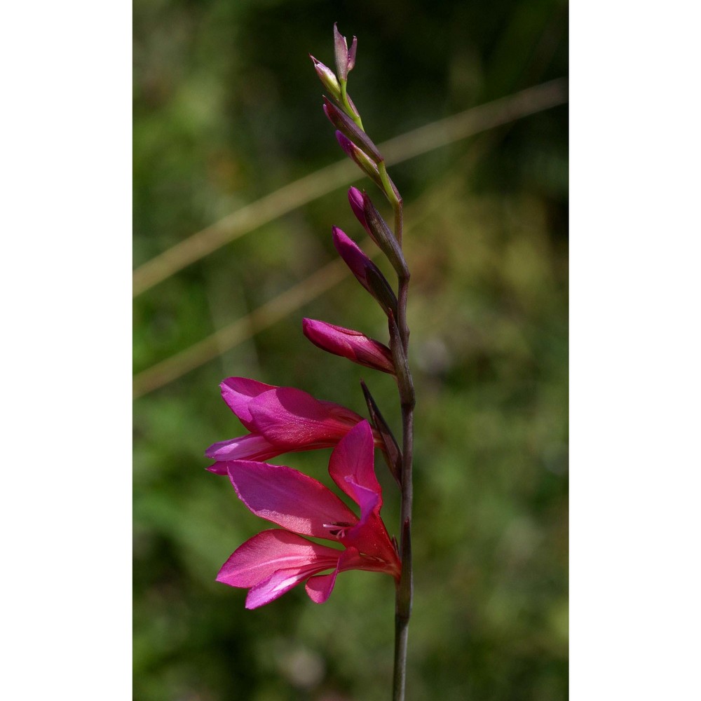 gladiolus inarimensis guss.